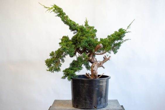 图片 如果通过检查树叶来识别盆景弱根