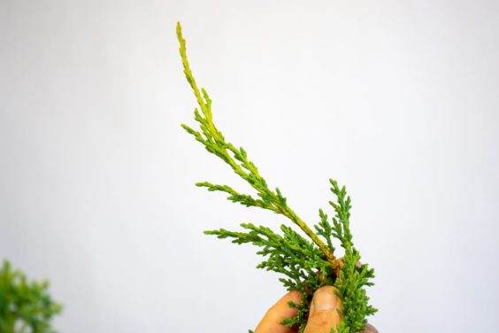 图片 如果通过检查树叶来识别盆景弱根