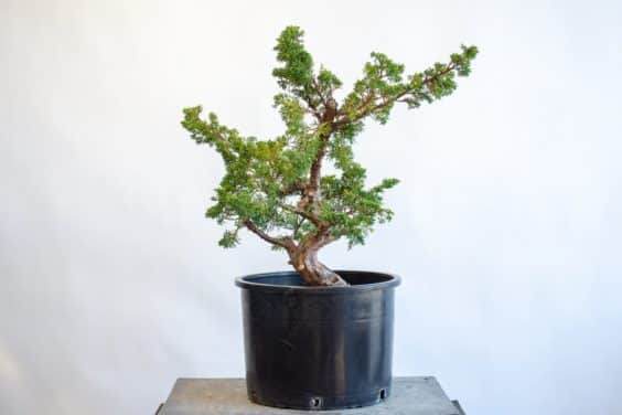 健康但相对较弱的杜松盆景