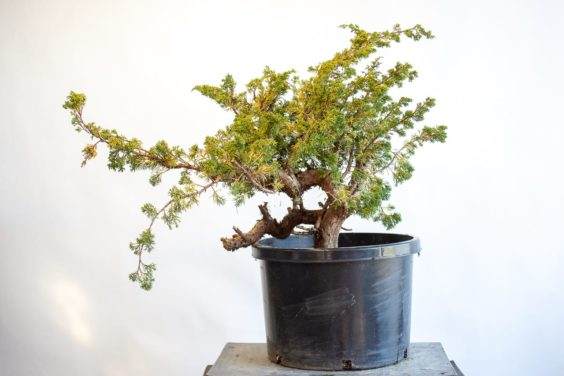 图片 如果通过检查树叶来识别盆景弱根