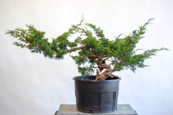 图片 如果通过检查树叶来识别盆景弱根