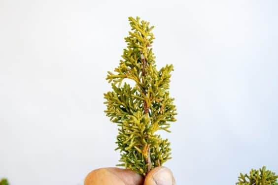 图片 如果通过检查树叶来识别盆景弱根