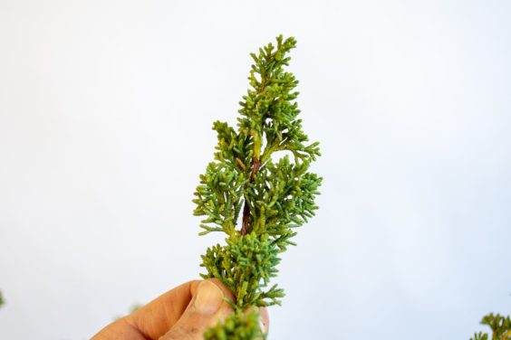 图片 如果通过检查树叶来识别盆景弱根