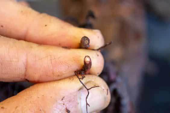 盆景上的死根(上面)和活根(下面)