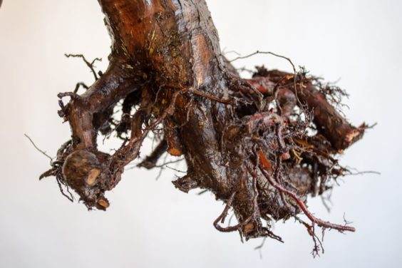 盆景修剪死根之后