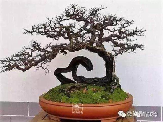 BCI是一个非营利的盆景组织