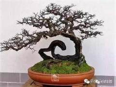 BCI是美国一个非营利的盆景组织