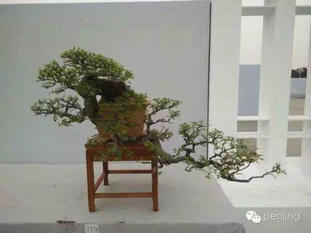 比利时盆景协会在展示盆景艺术方面非常有影响力