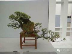 比利时盆景协会在展示盆景艺术方面非常有影响力