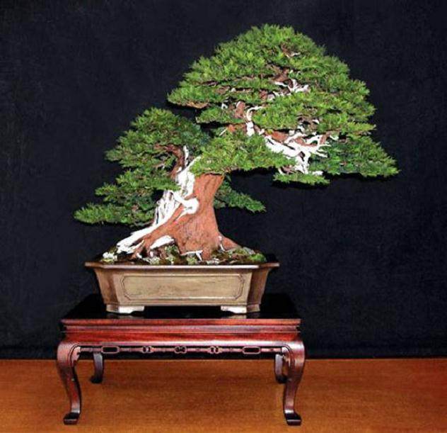 关于国际盆景俱乐部的杂志