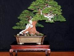 关于国际盆景俱乐部的杂志