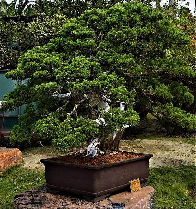 台湾西周公园举办盆景展