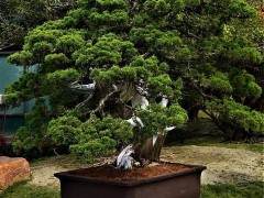 台湾西周公园举办盆景展