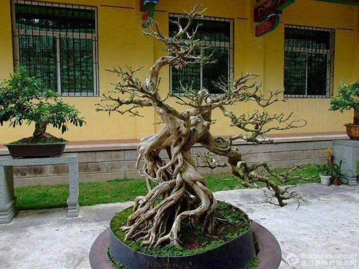 盆景树桩地栽后怎样进行干、枝保湿?