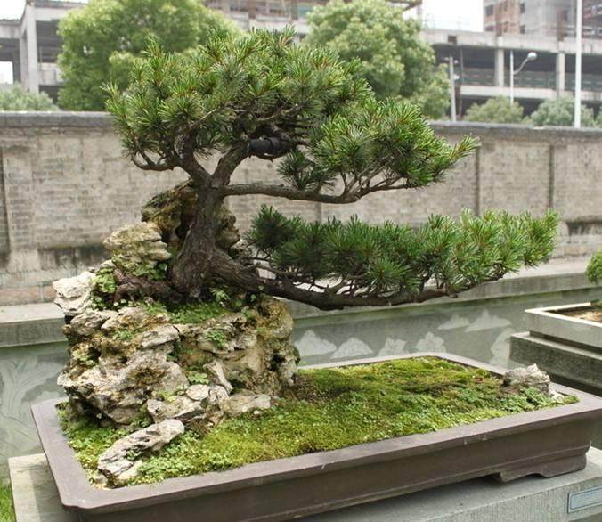 盆景弯曲时 应注意以下7个方面的问题