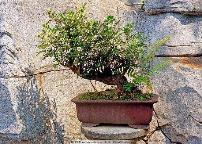 如何给树木盆景的树冠进行造型？