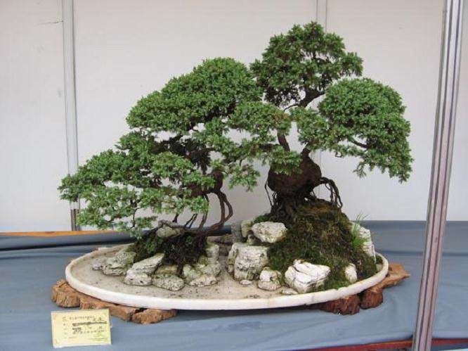 地柏盆景下地栽培要把握3个阶段