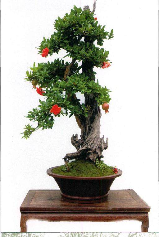 郑州市有一株高1.15米的石榴盆景