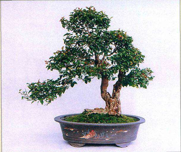 怎么给盆景命名的3个技巧 图片