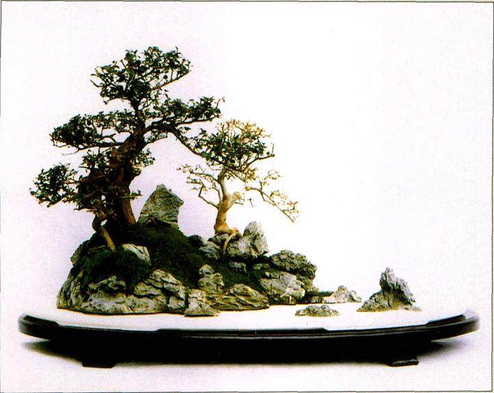 给盆景命名的3个技巧