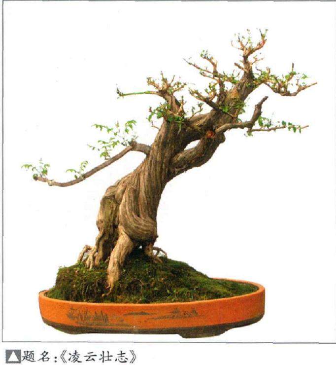 凌霄盆景的造型技巧