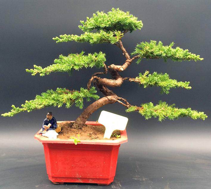 河南郑州举办“迎奥运”盆景展