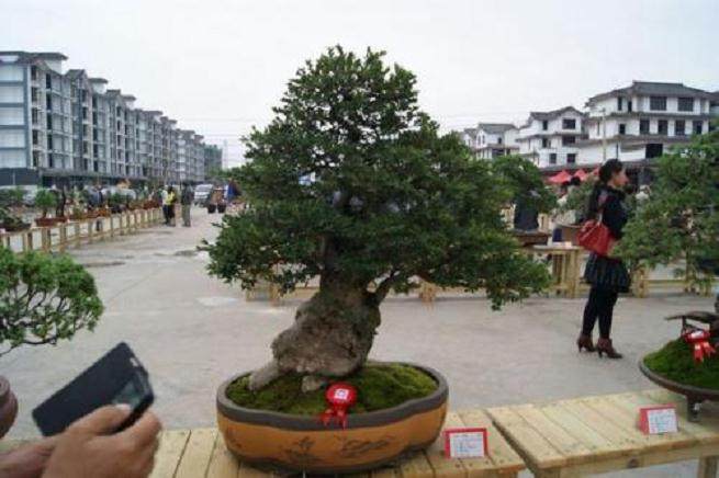 云南省第四届盆景赏石展在昭通隆重开幕