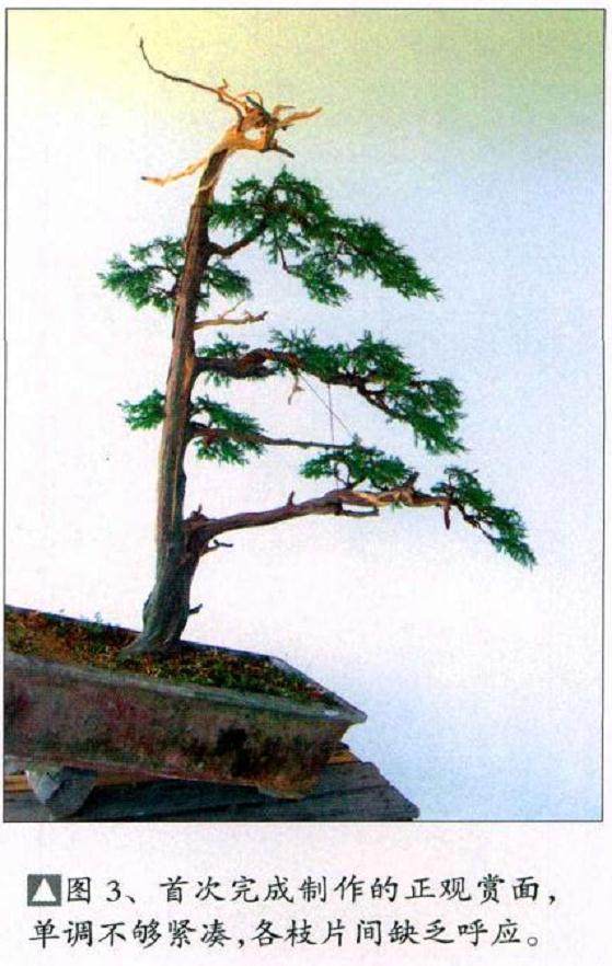 图解  一棵高干圆柏盆景的制作过程