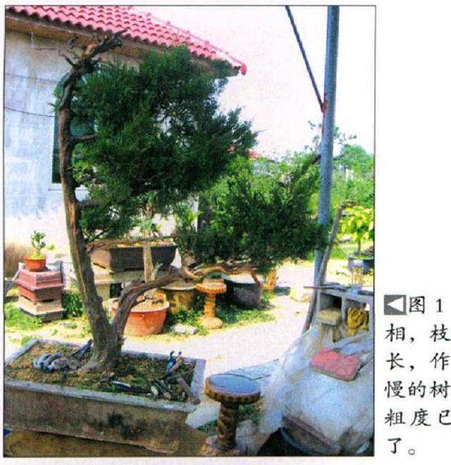 一棵高干圆柏盆景的制作过程