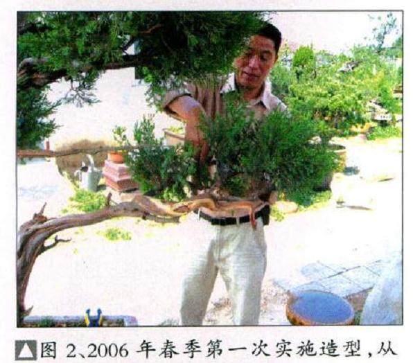 一棵高干圆柏盆景的制作过程