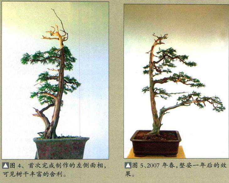 图解  一棵高干圆柏盆景的制作过程