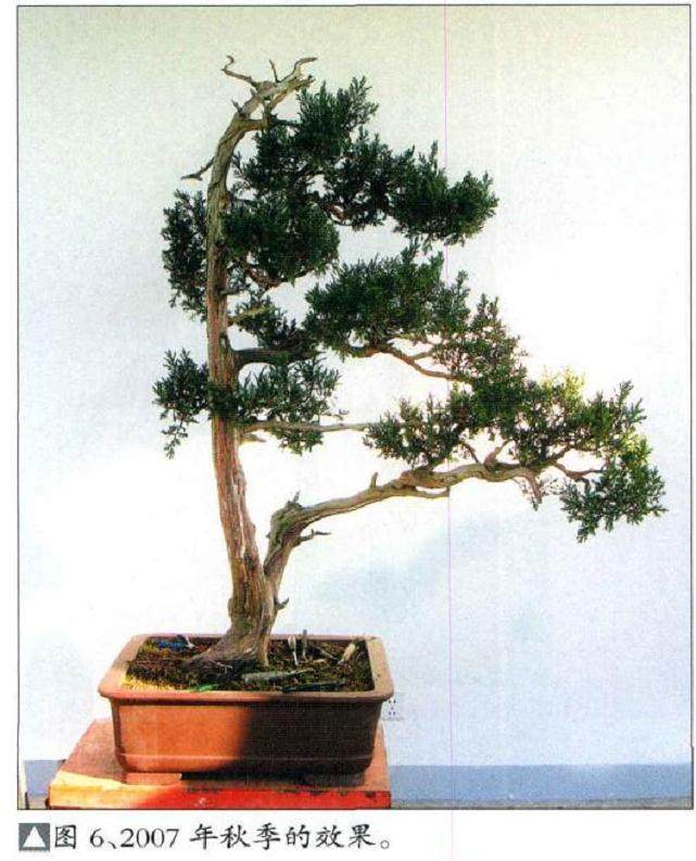 图解  一棵高干圆柏盆景的制作过程
