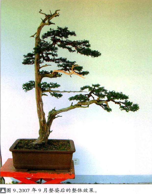 图解  一棵高干圆柏盆景的制作过程