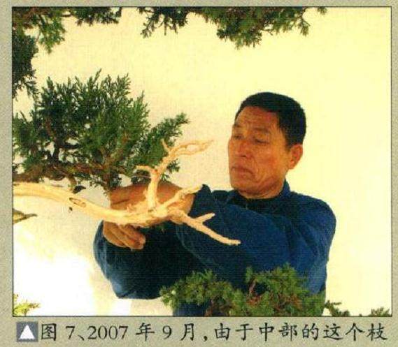 图解  一棵高干圆柏盆景的制作过程