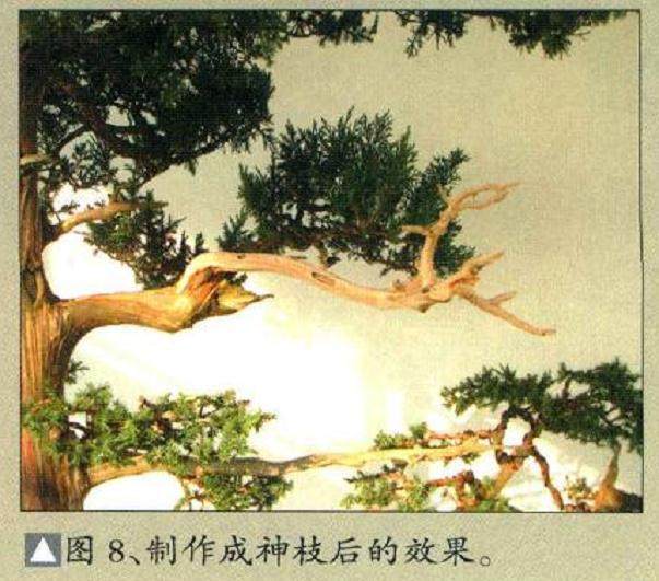 图解  一棵高干圆柏盆景的制作过程
