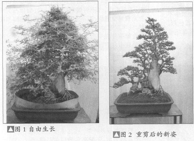 如何培养树势来预防盆景老化?