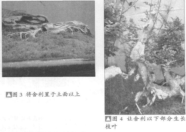 图解 如何培养树势来预防盆景老化