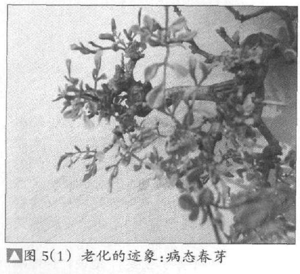 图解 如何培养树势来预防盆景老化