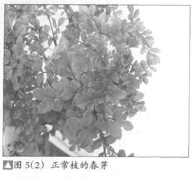 图解 如何培养树势来预防盆景老化