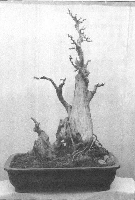 图解 如何培养树势来预防盆景老化