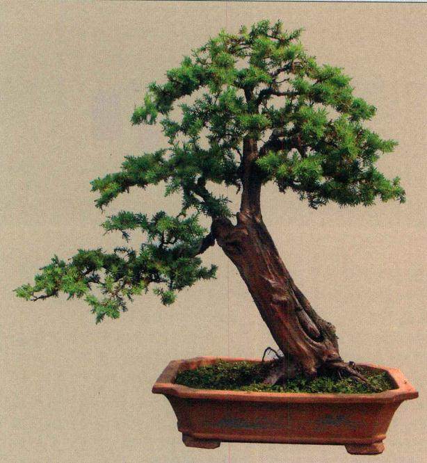 时代呼唤着盆景新的观念 新的形式 新的追求