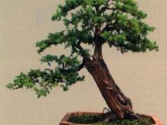 时代呼唤着盆景新的观念 新的形式 新的追求