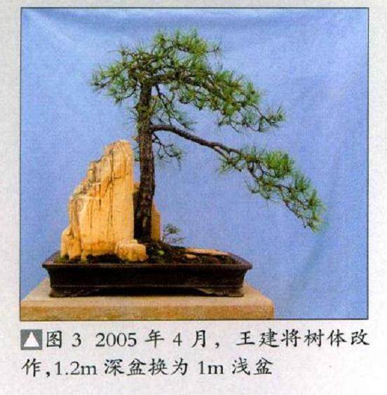 学习制作树石盆景的感悟 图片