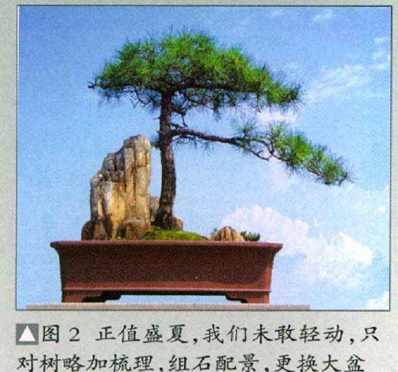 学习制作树石盆景的感悟 图片