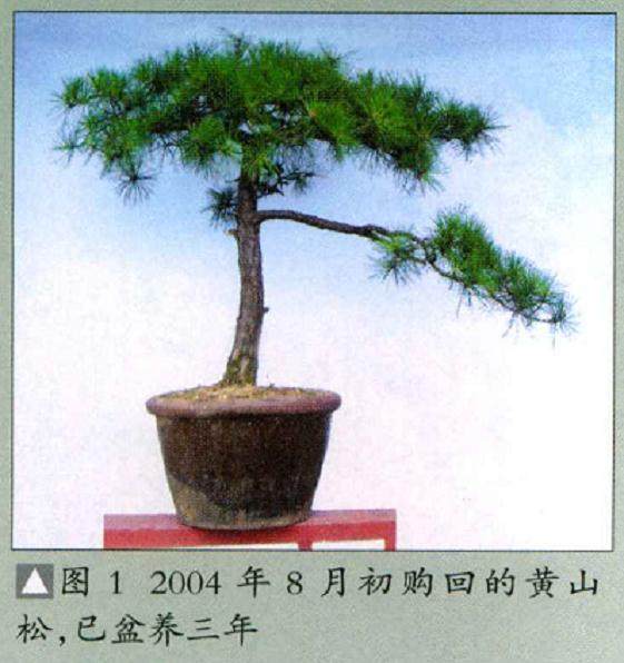 学习制作树石盆景的感悟