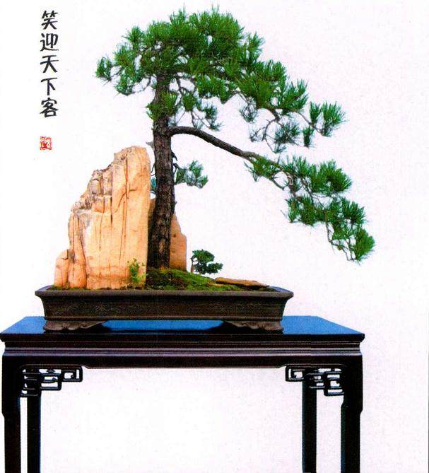 学习制作树石盆景的感悟 图片