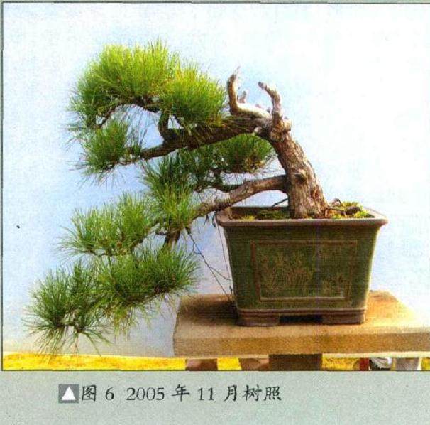 学习制作树石盆景的感悟 图片