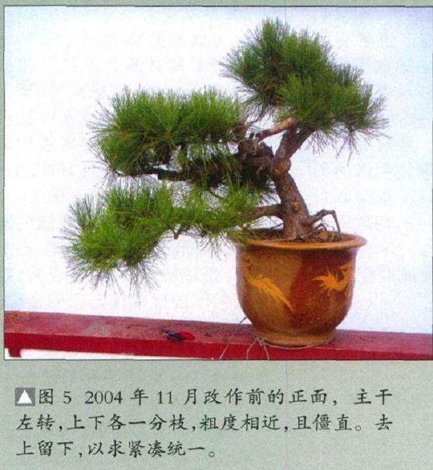 学习制作树石盆景的感悟 图片