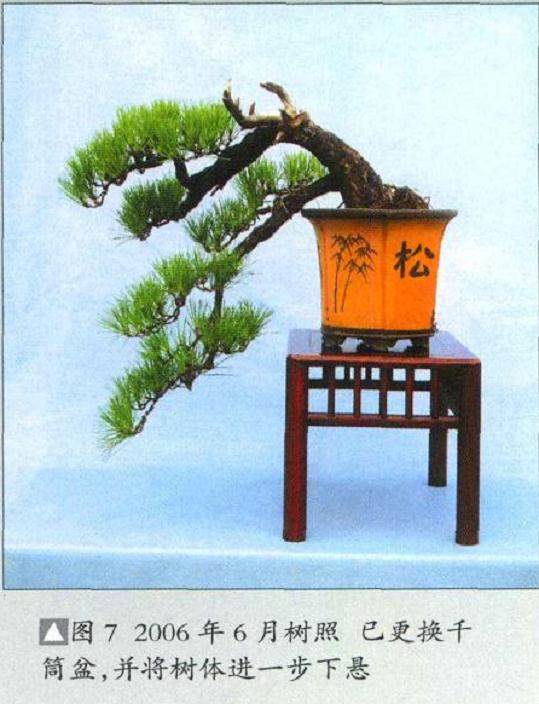 学习制作树石盆景的感悟 图片