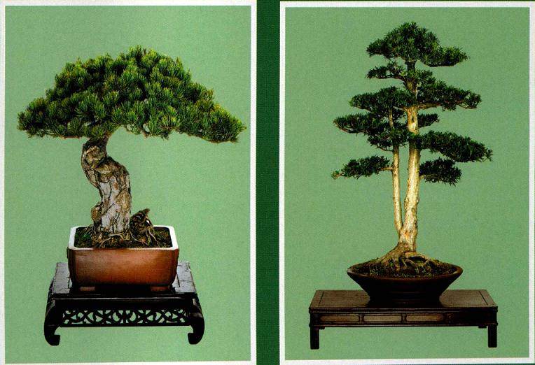 日照盆景艺术家 -- 魏绪珊